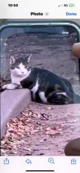 Found/Stray Unknown Cat last seen N 16th Ave and Palm lane, Phoenix, AZ 85007