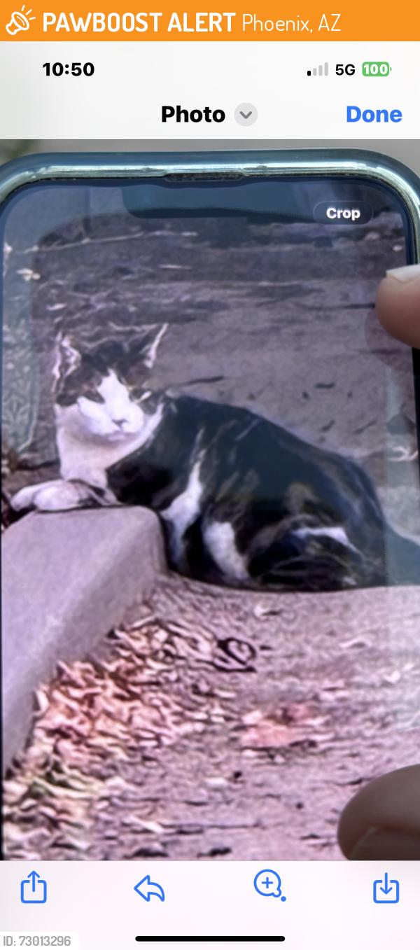Found/Stray Unknown Cat last seen N 16th Ave and Palm lane, Phoenix, AZ 85007
