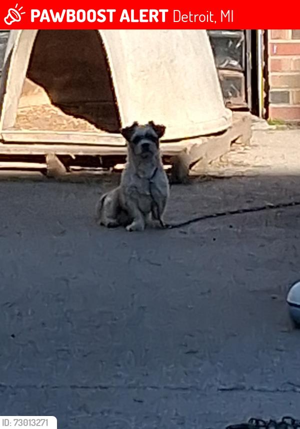 Lost Male Dog last seen Albion Ave & Greiner St, Detroit, MI 48234