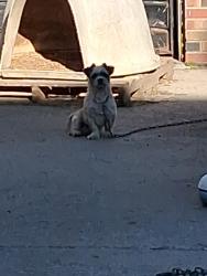 Lost Male Dog last seen Albion Ave & Greiner St, Detroit, MI 48234