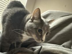 Lost Female Cat last seen Craig ranch, McKinney, TX 75070