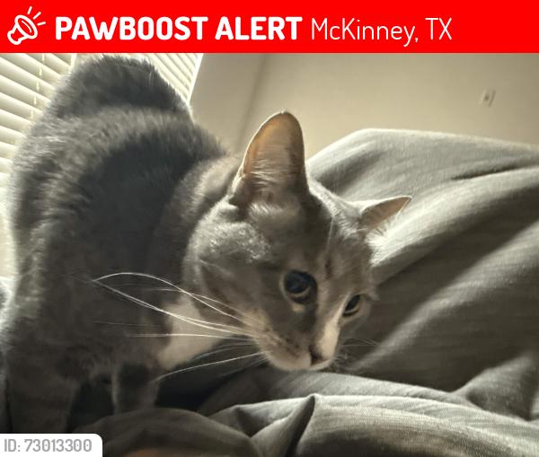 Lost Female Cat last seen Craig ranch, McKinney, TX 75070