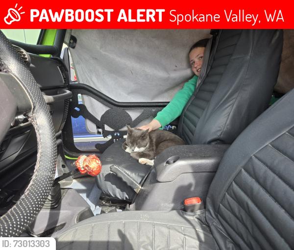 Lost Female Cat last seen S. Barker, Spokane Valley, WA 99016