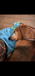 Lost Female Dog last seen Inverness Forest area, Houston, TX 77073