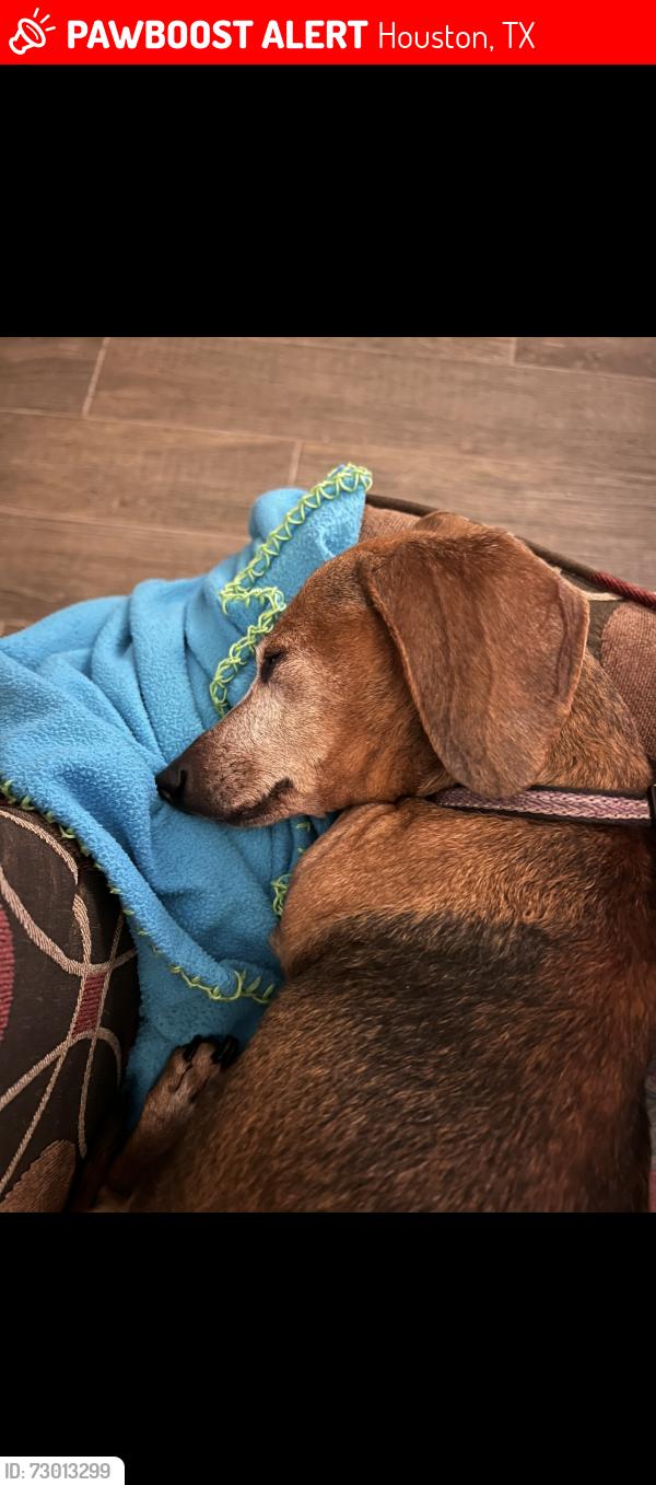 Lost Female Dog last seen Inverness Forest area, Houston, TX 77073