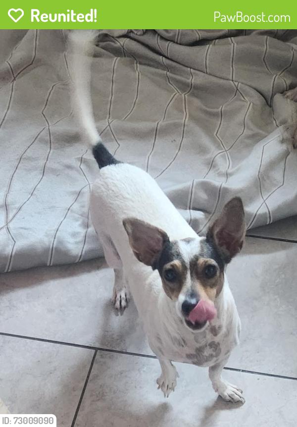 Reunited Female Dog last seen 75th ave and Indian school rd , Phoenix, AZ 85033