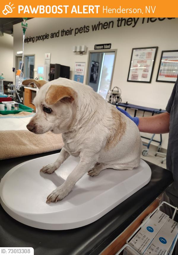 Surrendered Male Dog last seen Near W Rolly St, Henderson, NV 89011, USA, Henderson, NV 89011