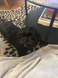 Lost Female Dog last seen 104th and Sangamon Streets, Chicago, IL 60643