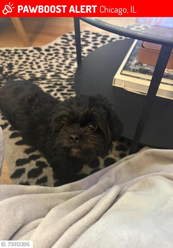 Lost Female Dog last seen 104th and Sangamon Streets, Chicago, IL 60643