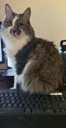 Reunited Male Cat last seen Near Seabrook Lane Springfield, VA 22153, Springfield, VA 22153