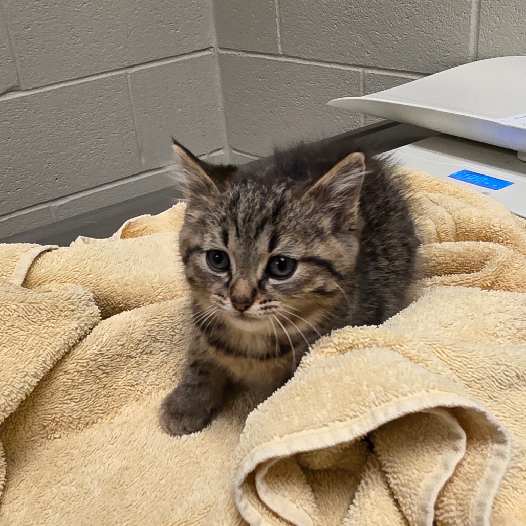 Shelter Stray Female Cat last seen , 54687 Co Rd 19, Bristol, IN 46507, USA