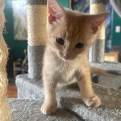 Shelter Stray Female Cat last seen , 2350 Appling City Cove, Memphis, TN 38133, USA