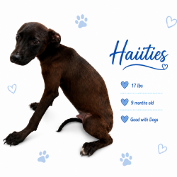 Shelter Stray Male Dog last seen , 2350 Appling City Cove, Memphis, TN 38133, USA