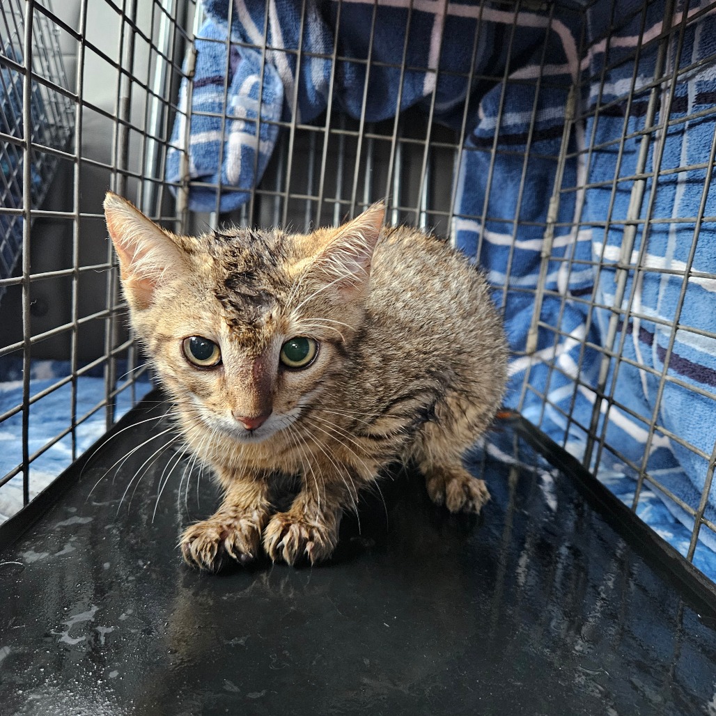Shelter Stray Unknown Cat last seen , 141 Canna Ln, Lake Jackson, TX 77566, USA