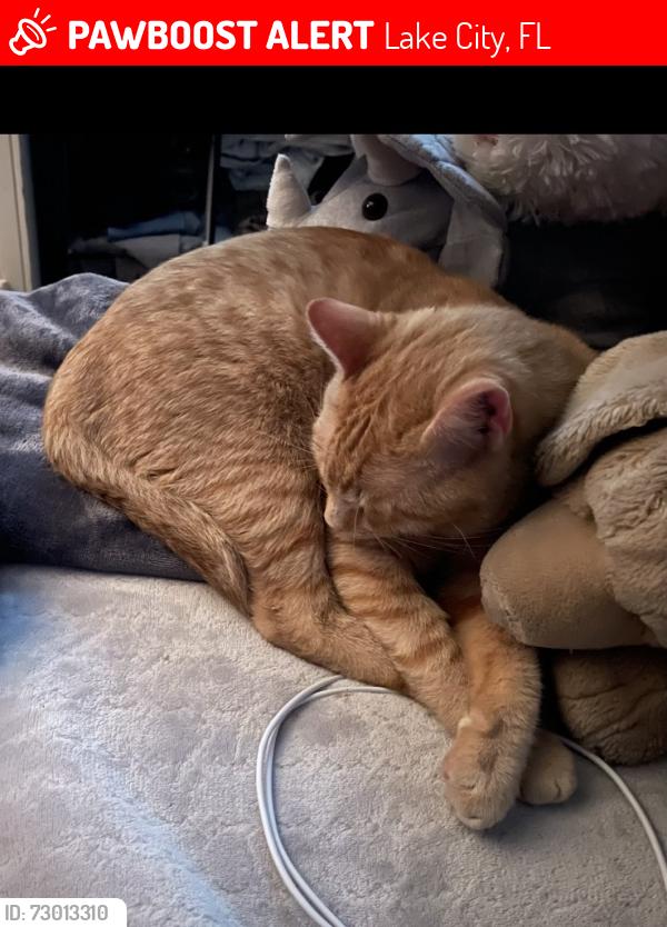 Lost Male Cat last seen Near SR-247, Lake City, FL 32024
