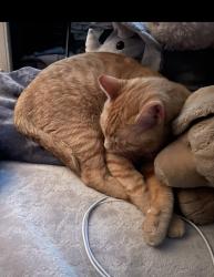 Lost Male Cat last seen Near SR-247, Lake City, FL 32024
