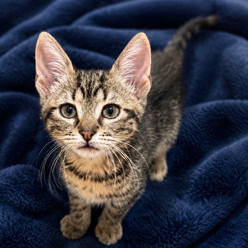 Shelter Stray Male Cat last seen , 2951 S 1st St, Cabot, AR 72023, USA