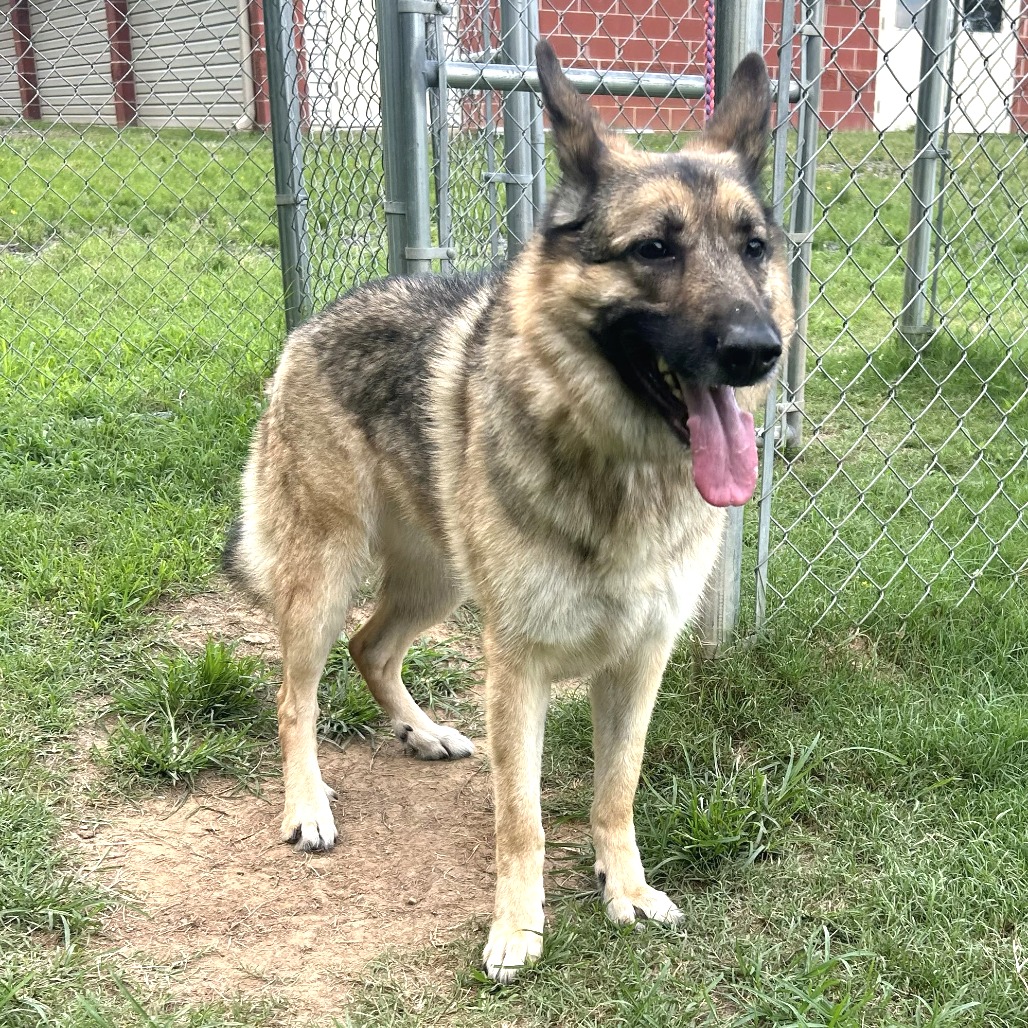 Shelter Stray Female Dog last seen , 2951 S 1st St, Cabot, AR 72023, USA