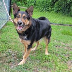 Shelter Stray Male Dog last seen , 2951 S 1st St, Cabot, AR 72023, USA