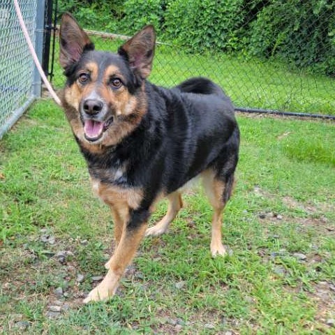 Shelter Stray Male Dog last seen , 2951 S 1st St, Cabot, AR 72023, USA