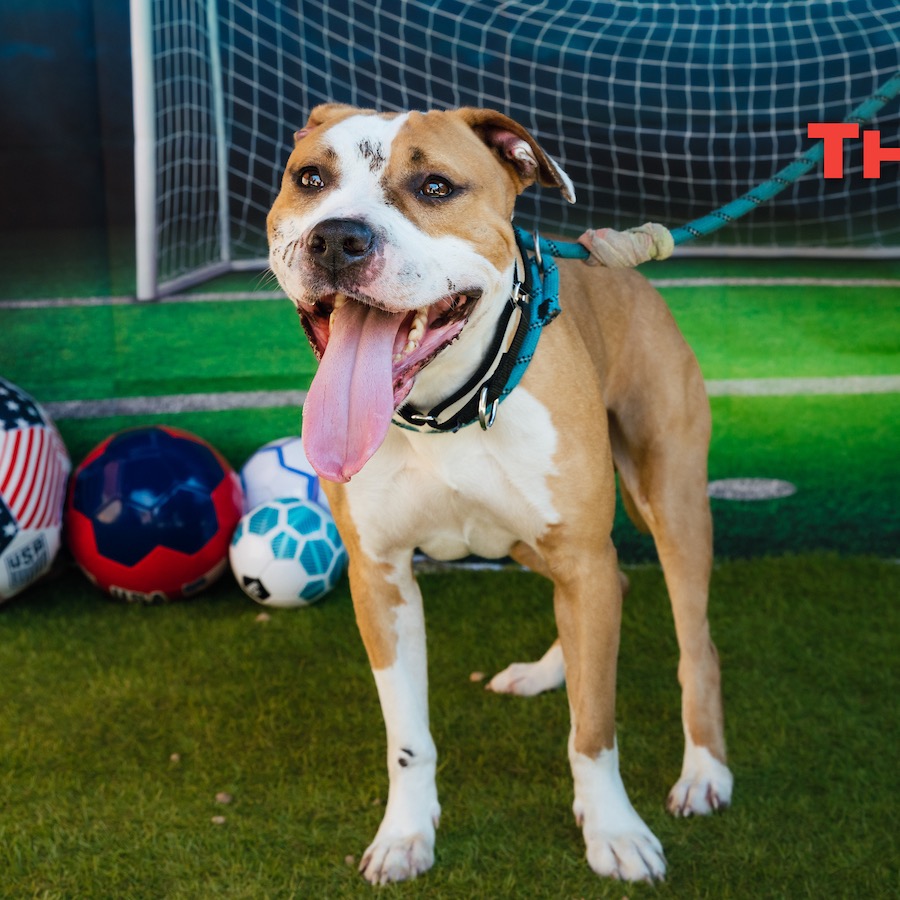Shelter Stray Male Dog last seen , Animal Care & Control Team of Philly, 111 W Hunting Park Ave, Philadelphia, PA 19140, USA
