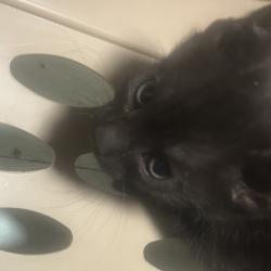 Shelter Stray Male Cat last seen , Animal Care & Control Team of Philly, 111 W Hunting Park Ave, Philadelphia, PA 19140, USA