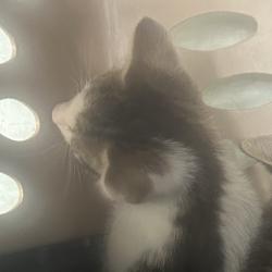 Shelter Stray Female Cat last seen , Animal Care & Control Team of Philly, 111 W Hunting Park Ave, Philadelphia, PA 19140, USA