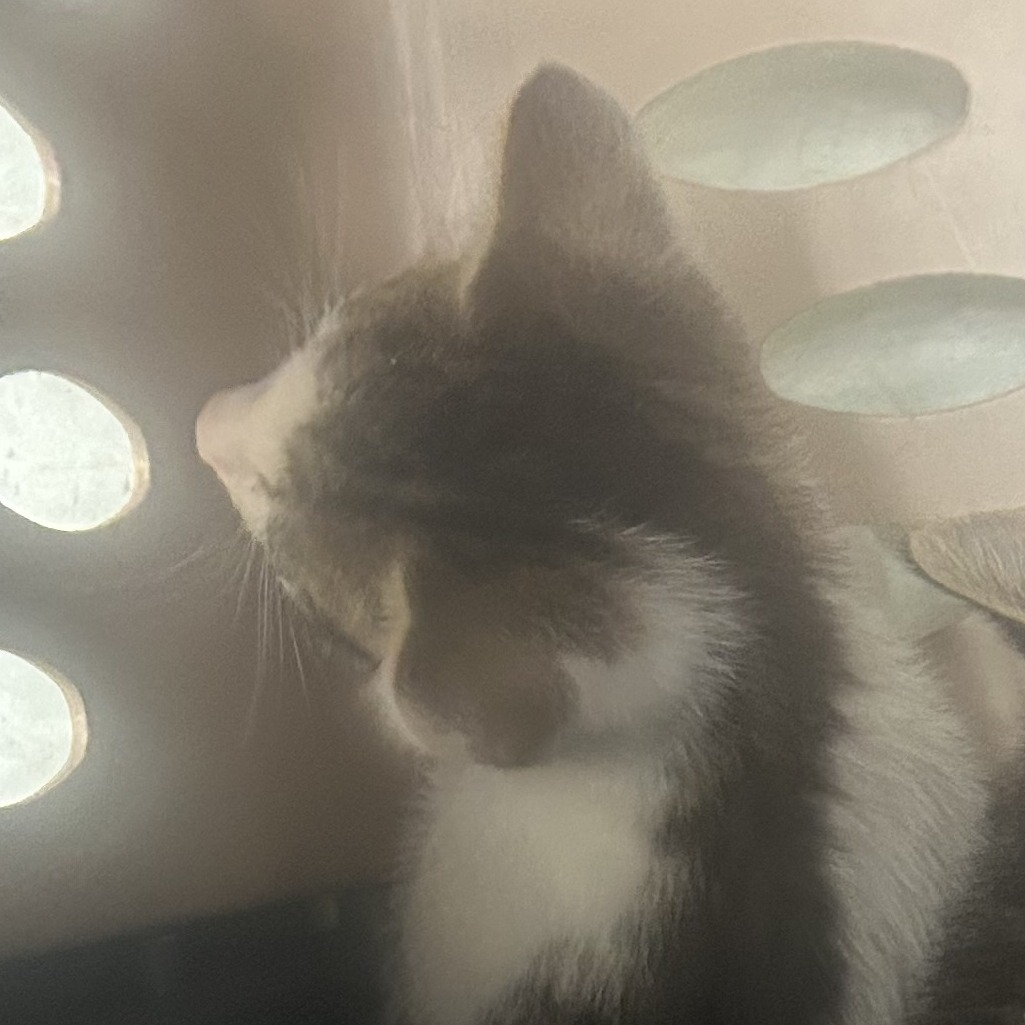 Shelter Stray Female Cat last seen , Animal Care & Control Team of Philly, 111 W Hunting Park Ave, Philadelphia, PA 19140, USA