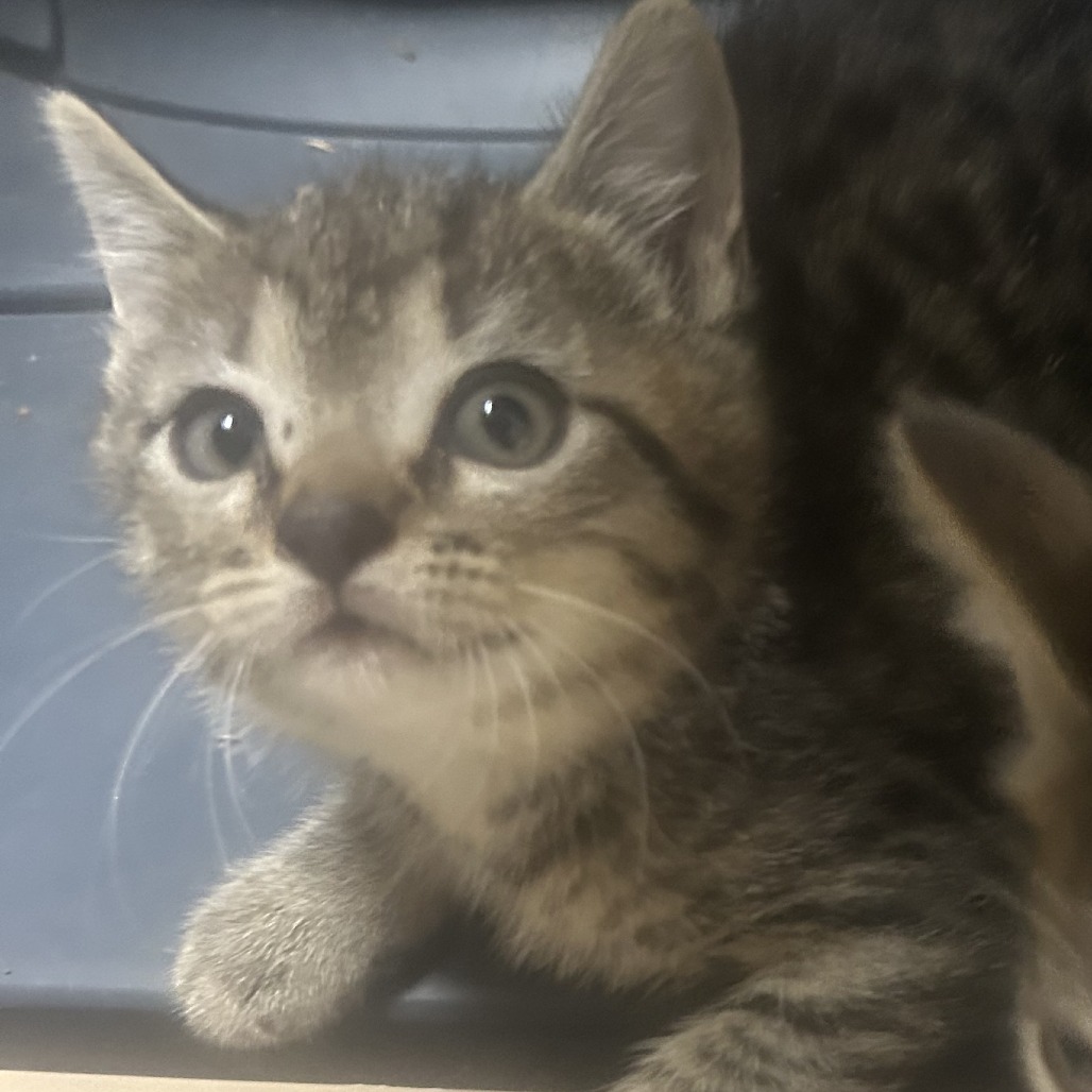Shelter Stray Male Cat last seen , Animal Care & Control Team of Philly, 111 W Hunting Park Ave, Philadelphia, PA 19140, USA