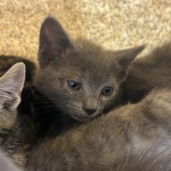 Shelter Stray Male Cat last seen , Animal Care & Control Team of Philly, 111 W Hunting Park Ave, Philadelphia, PA 19140, USA