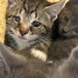 Shelter Stray Female Cat last seen , Animal Care & Control Team of Philly, 111 W Hunting Park Ave, Philadelphia, PA 19140, USA