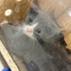 Shelter Stray Male Cat last seen , Animal Care & Control Team of Philly, 111 W Hunting Park Ave, Philadelphia, PA 19140, USA
