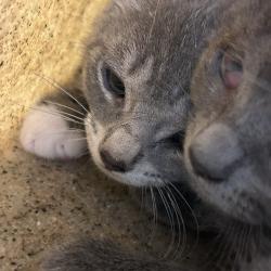 Shelter Stray Female Cat last seen , Animal Care & Control Team of Philly, 111 W Hunting Park Ave, Philadelphia, PA 19140, USA
