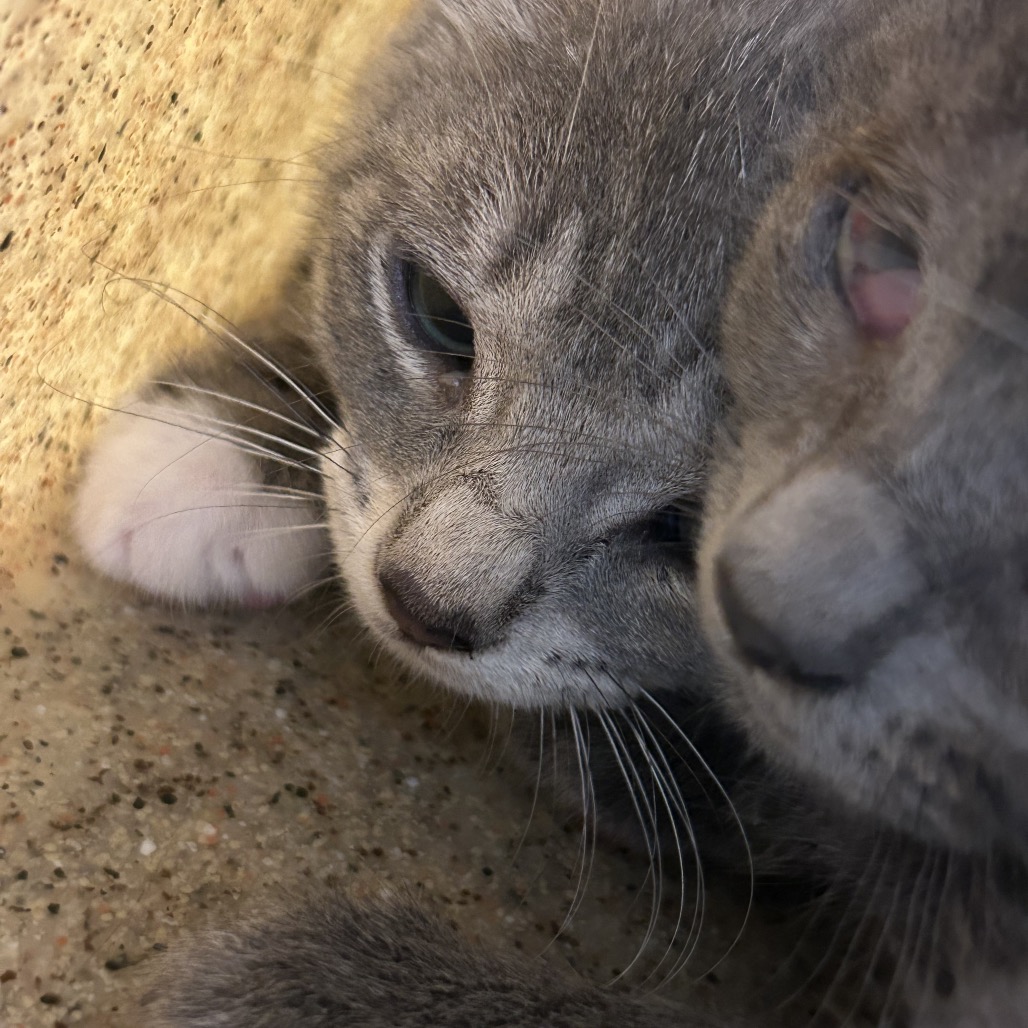 Shelter Stray Female Cat last seen , Animal Care & Control Team of Philly, 111 W Hunting Park Ave, Philadelphia, PA 19140, USA