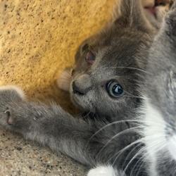 Shelter Stray Female Cat last seen , Animal Care & Control Team of Philly, 111 W Hunting Park Ave, Philadelphia, PA 19140, USA