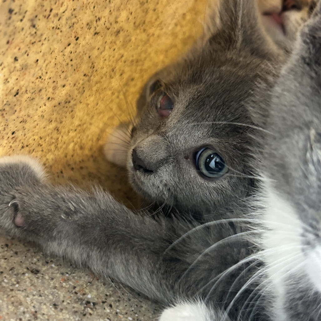 Shelter Stray Female Cat last seen , Animal Care & Control Team of Philly, 111 W Hunting Park Ave, Philadelphia, PA 19140, USA
