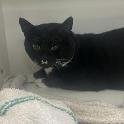 Shelter Stray Male Cat last seen , Animal Care & Control Team of Philly, 111 W Hunting Park Ave, Philadelphia, PA 19140, USA