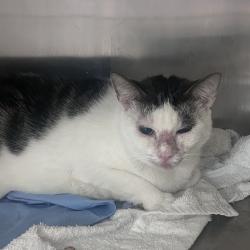 Shelter Stray Female Cat last seen , Animal Care & Control Team of Philly, 111 W Hunting Park Ave, Philadelphia, PA 19140, USA