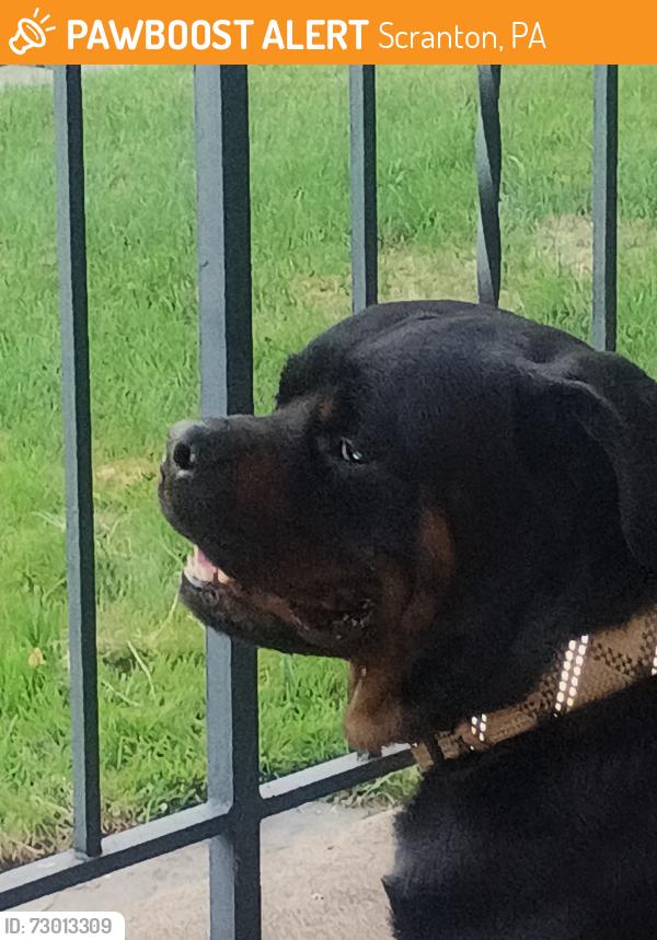 Found/Stray Male Dog last seen Schlager, Scranton, PA 18510