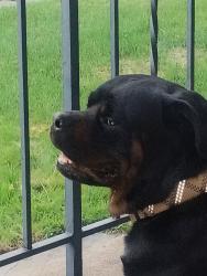 Found/Stray Male Dog last seen Schlager, Scranton, PA 18510