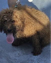 Reunited Male Dog last seen Serko and 63, Coconut Creek, FL 33066