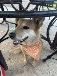Reunited Female Dog last seen Harris and baseline. Harris elementary school , Mesa, AZ 85204