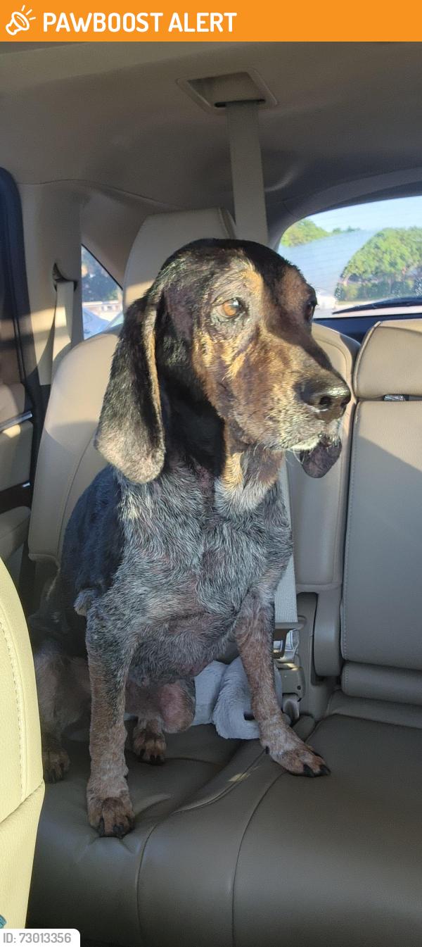 Found/Stray Female Dog last seen Jog Rd and Southern Blvd, West Palm Beach, FL 33410