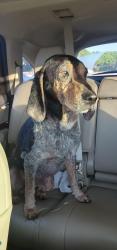 Found/Stray Female Dog last seen Jog Rd and Southern Blvd, West Palm Beach, FL 33410