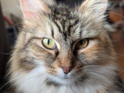 Reunited Female Cat last seen St. John's Woods apmts , Richmond, VA 23225