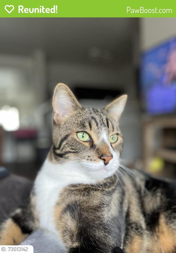 Reunited Male Cat last seen Near e Evans pl, Aurora, CO 80013