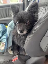 Lost Female Dog last seen Rosslyn and 46th street , Indianapolis, IN 46205