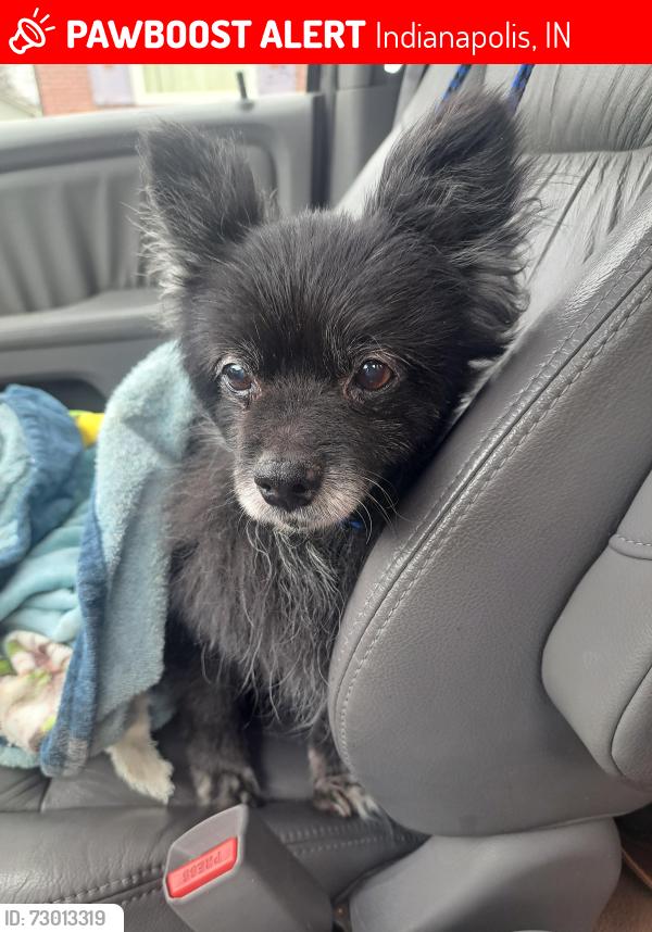 Lost Female Dog last seen Rosslyn and 46th street , Indianapolis, IN 46205
