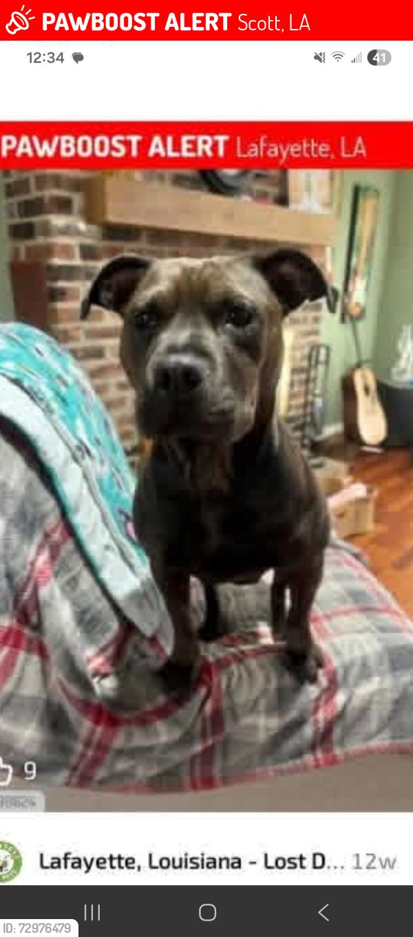 Lost Female Dog last seen Pecan grove / walker road, Scott, LA 70583
