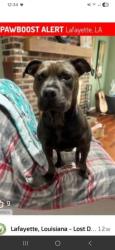 Lost Female Dog last seen Pecan grove / walker road, Scott, LA 70583